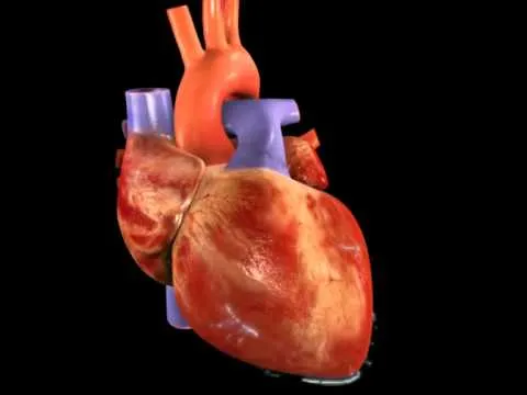 THE HEART / 3D - YouTube