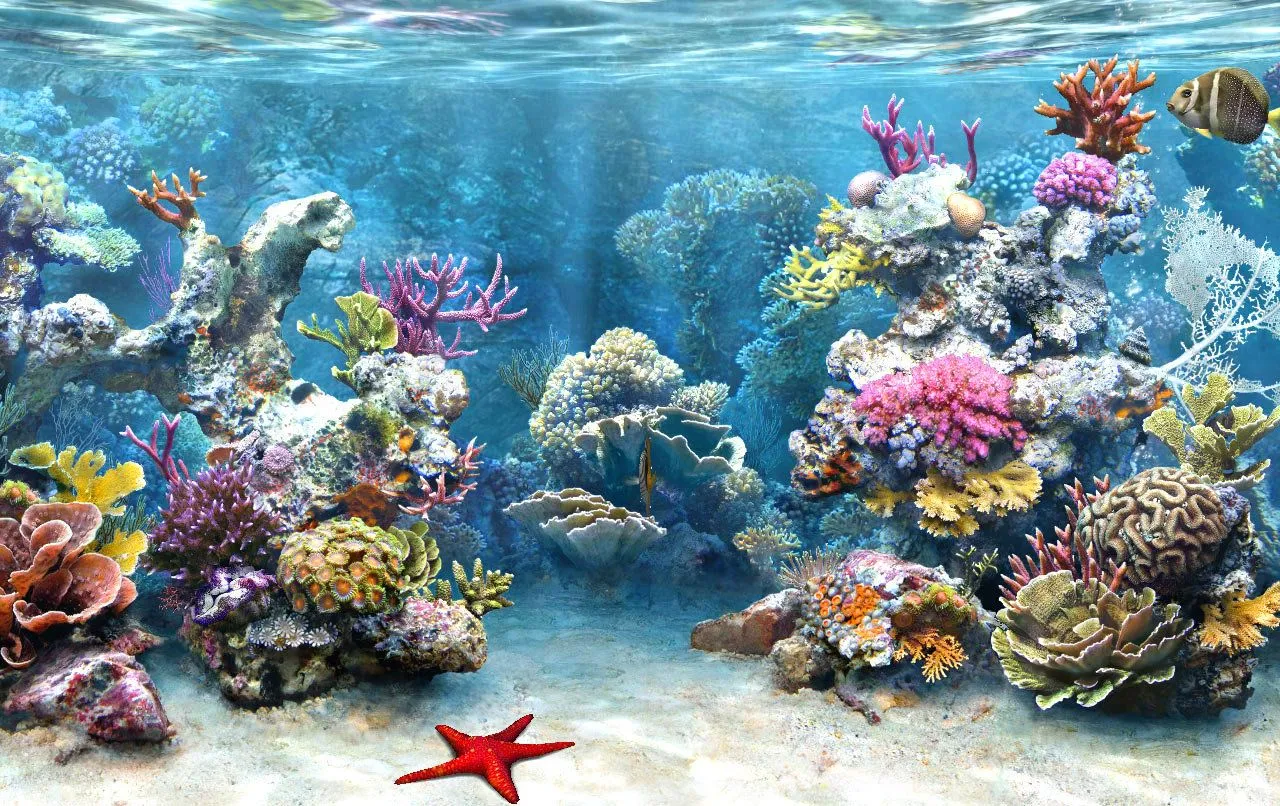 The Hyperbolic Crochet Coral Reef un arrecife tejido a crochet ...