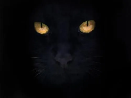 The Nightmare Before Christmas - Gato negro