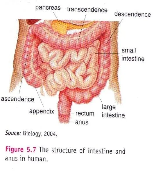 The Structure Of Intestine And Anus In Human ~ New Science Biology