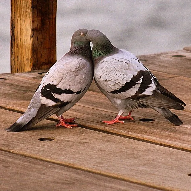 thiscouldbeus #pigeons in #love #birds #enamorados #pichones #pier ...