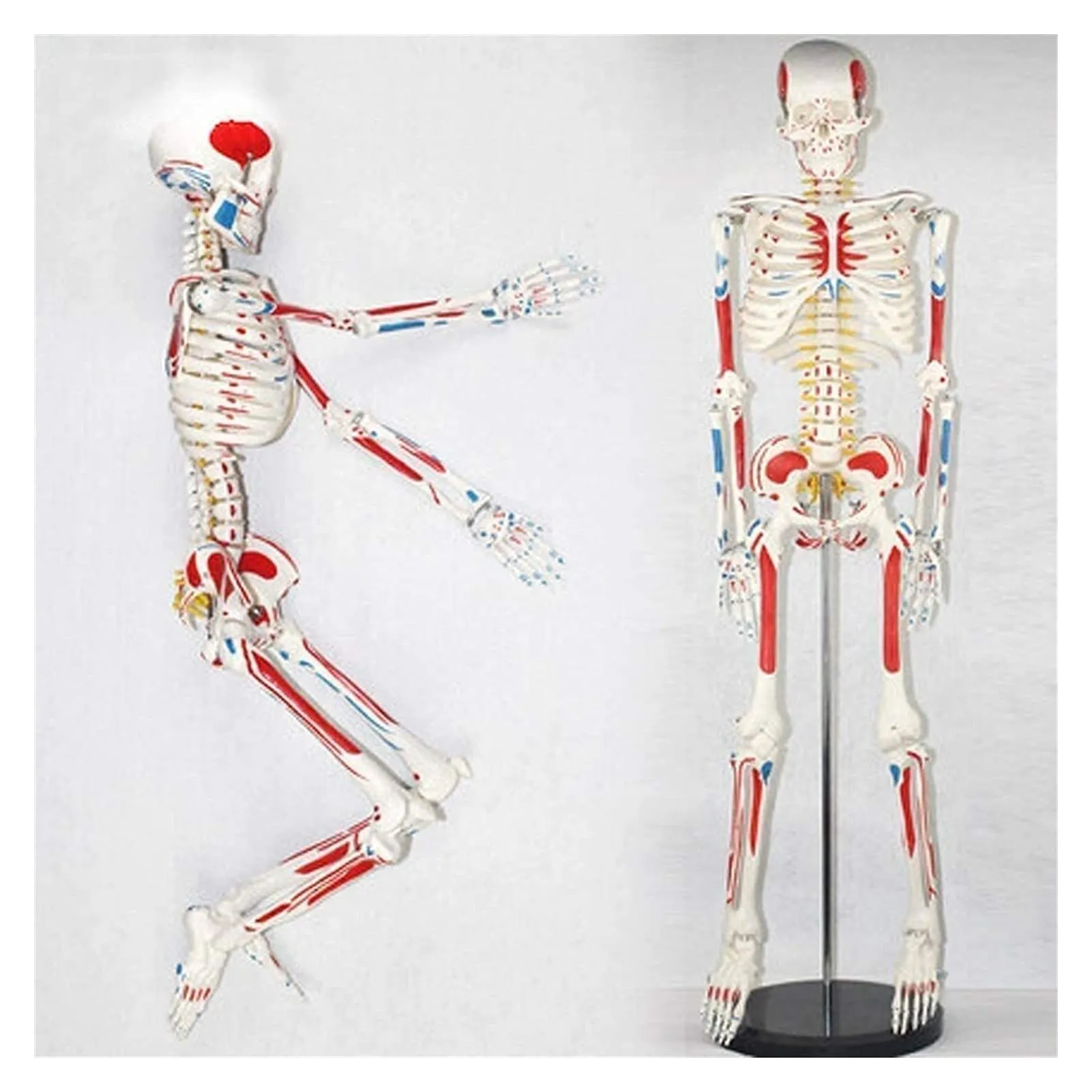 THj Modelo Educativo del Torso del Cuerpo Humano Modelo de Esqueleto Humano  para Colorear Esqueleto de Cuerpo Completo (tamaño: 85 cm) : Amazon.com.mx:  Hogar y Cocina
