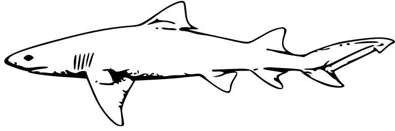 Tiburones para colorear reales - Imagui