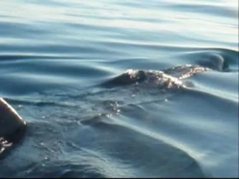 Tiburón gigante en Ibiza - YouTube