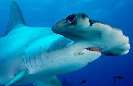 Tiburón martillo | Wikifaunia, tu enciclopedia de animales