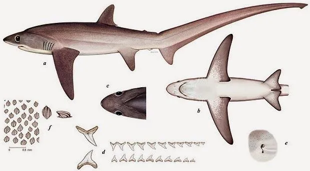 Tiburones en Galicia: Colas de zorro (fam. Alopiidae)