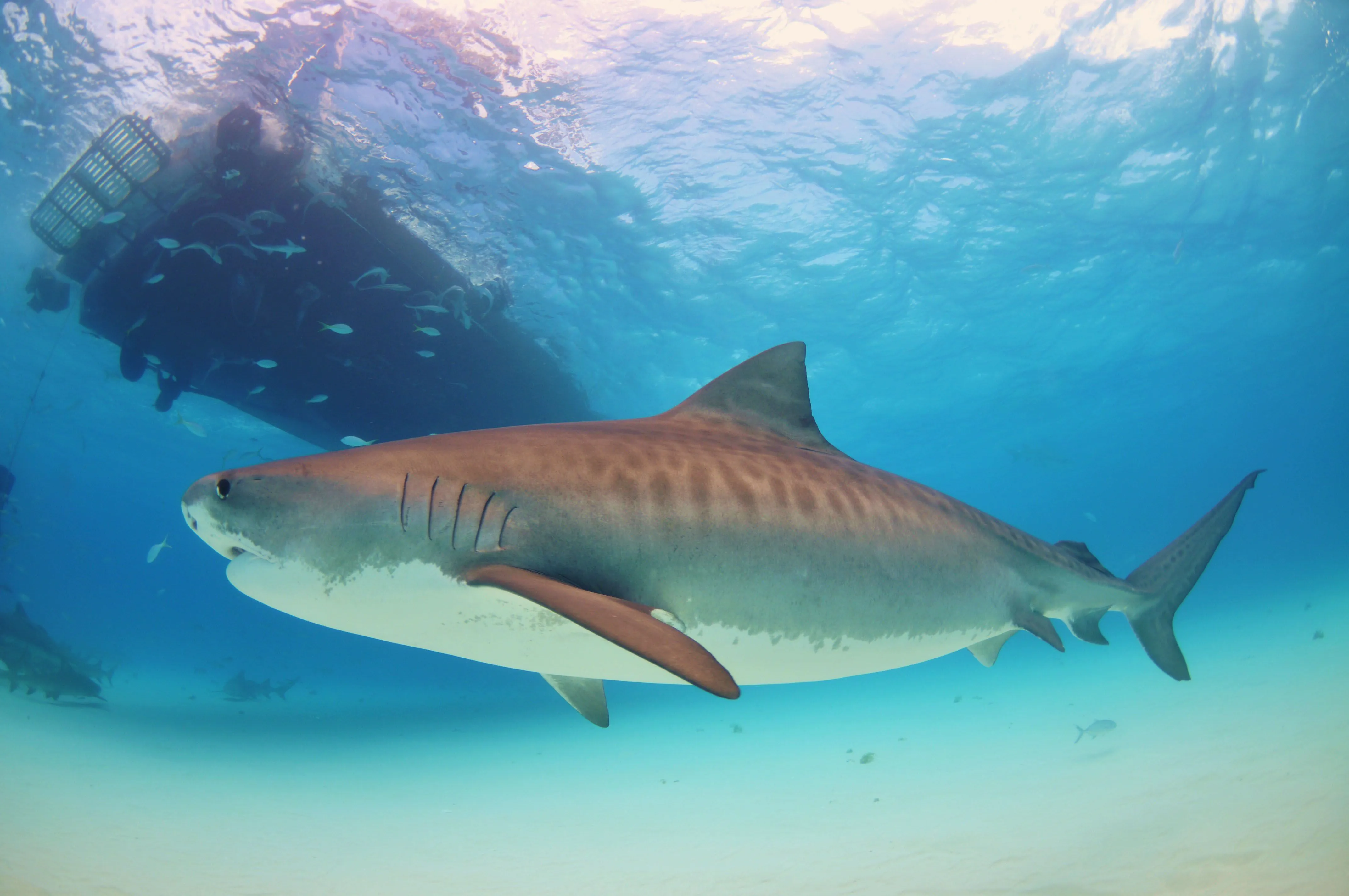 Los Tiburones mas peligrosos del Mundo, imágenes HD - Taringa! Los Tiburones mas peligrosos del Mundo, imágenes HD - Taringa!