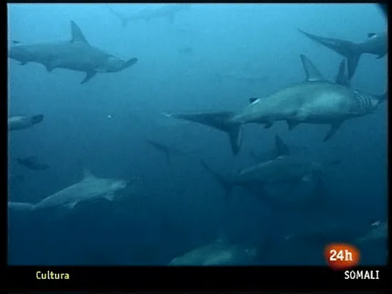 Los tiburones pierden la batalla en Doha, Ciencia y tecnología en ...