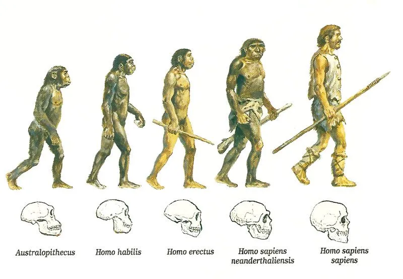 tictac ...¡vamos ha aprender ya!: La Prehistoria: Evolución del Hombre