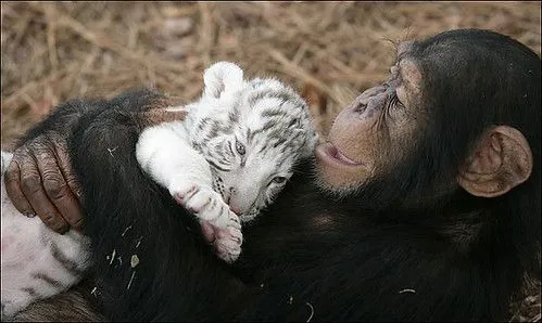 Tierna chimpancé cuida a tigres bebé - Taringa!