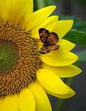 Ellas son tiernas flores voladoras que con su presencia nos alegran y ... Ellas son tiernas flores voladoras que con su presencia nos alegran y ...