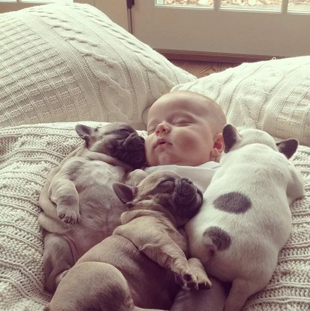 Tiernas fotos de bebé con bulldogs son el nuevo viral de Internet ...