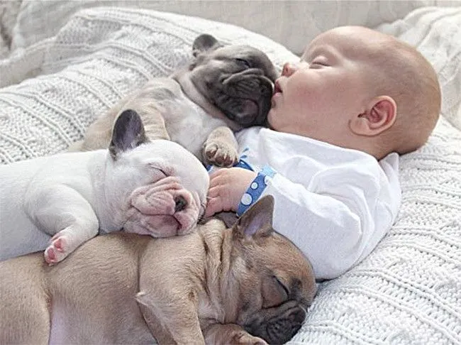 Las tiernas fotos de un bebé con tres pequeños bulldogs