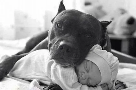 Tierno: Un bebé toma la siesta junto a su fiel perro pitbull ...
