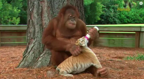 Muy tierno! Cariñoso orangután cuida de pequeños tigres – VIDEO ...