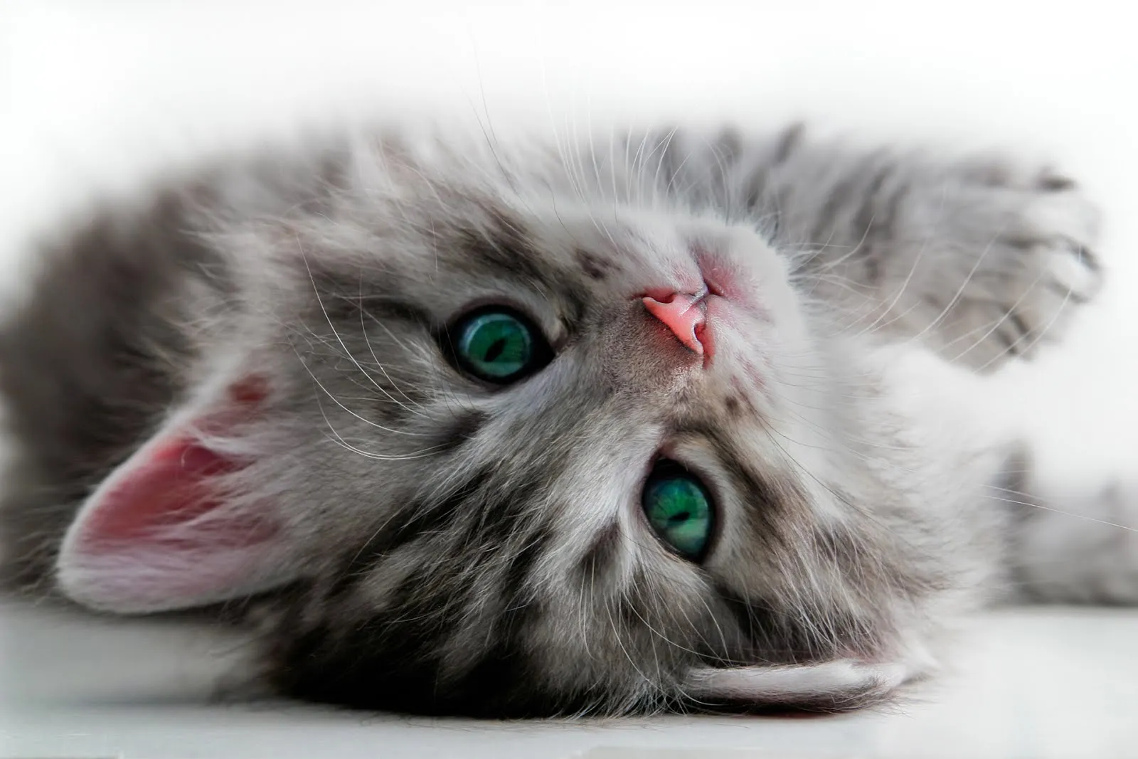 Un tierno gatito jugando en el piso de mi habitación | Imagenes ... Un tierno gatito jugando en el piso de mi habitación | Imagenes ...