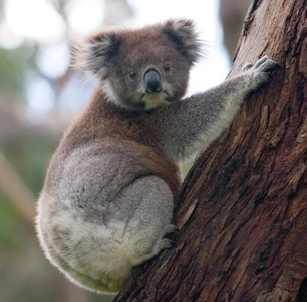 El Tierno Koala | My Blog