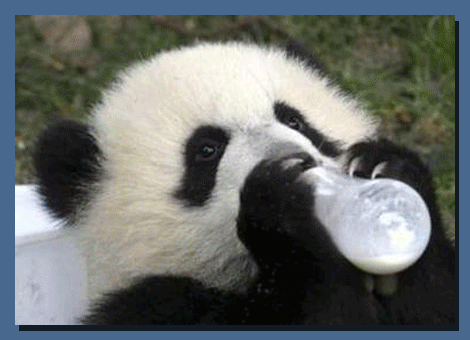 Un panda tierno - Imagui