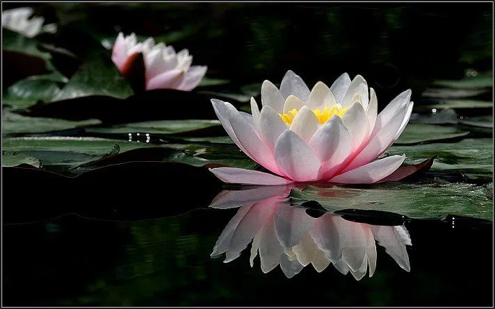 La Tierra de Buda. Estado búdico de la mente; flor de Loto ...