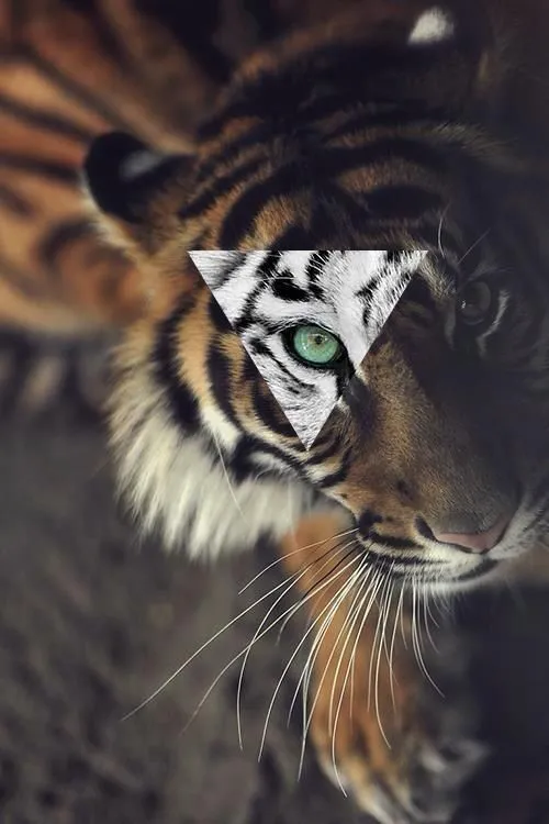 Tiger #Hipster #Triangle | Hipster Design | Pinterest