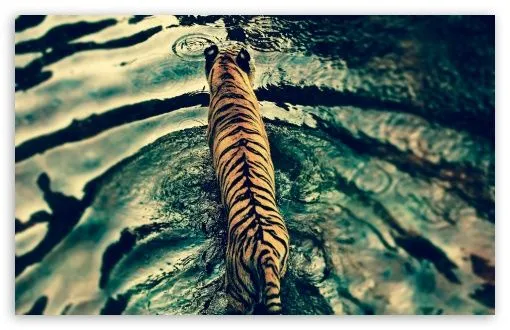 Tiger In Water HD desktop wallpaper : High Definition : Fullscreen ... Tiger In Water HD desktop wallpaper : High Definition : Fullscreen ...