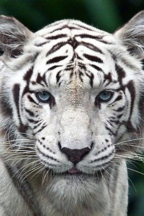 Tigre albino | meow meow | Pinterest
