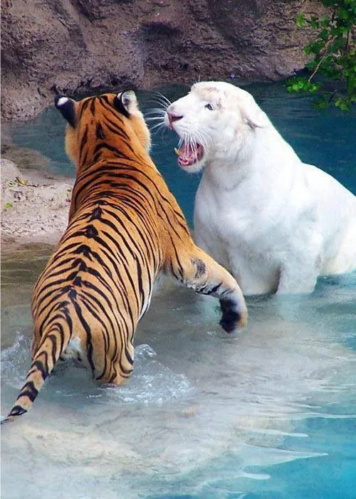 Tigre Albino e tigre de bengala | DIY | Pinterest | Tigers, White ...