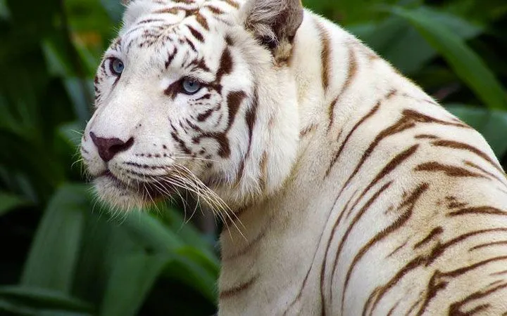 tigre albinos | Favorite Animals 