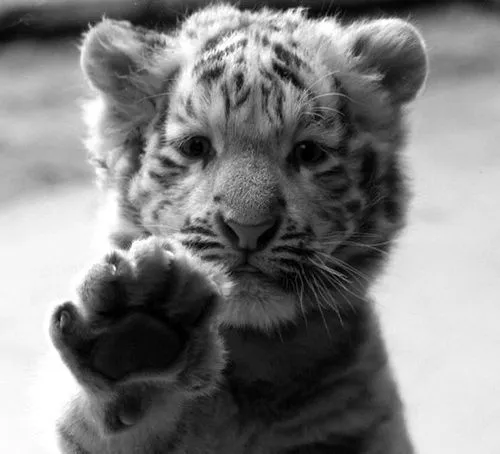 tigre bebe | Tumblr
