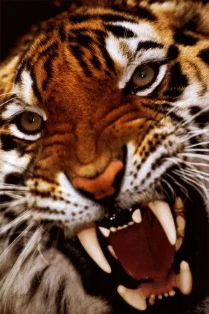 La tigre del Bengala