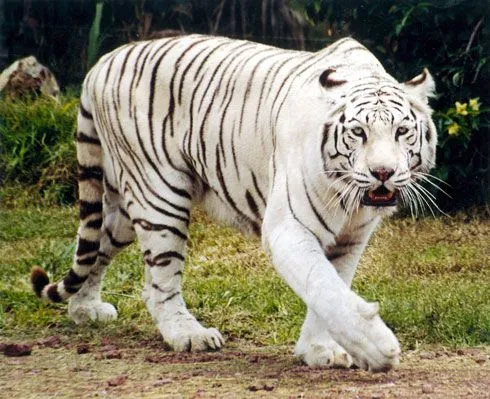 Tigre de Bengala: Tigre de Bengala