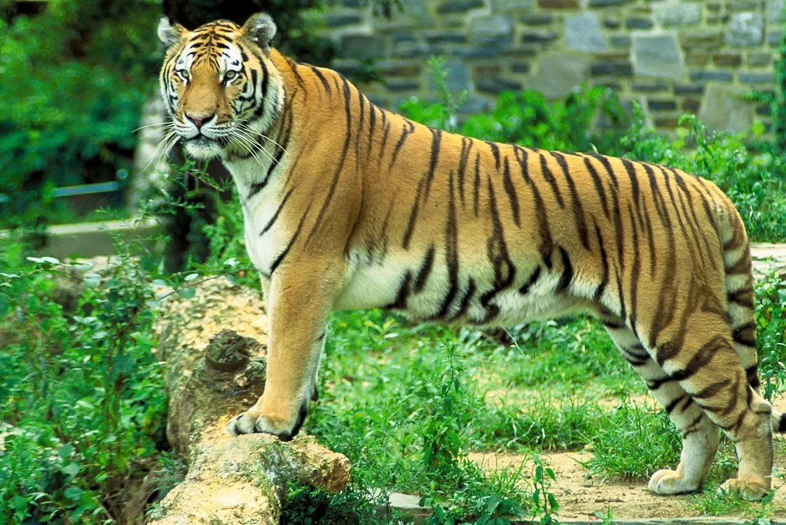 El tigre de bengala « Animales.E.N.J.O
