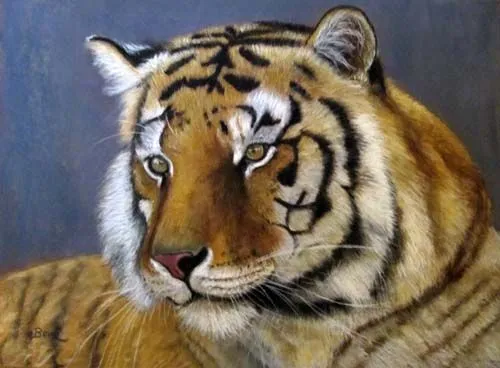 Tigre de Bengala por AnneBour | Dibujando