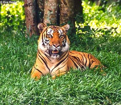 Tigre de Bengala | Áreas Protegidas y Parques Nacionales de Costa Rica
