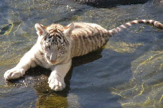 Tigre de bengala bebé - Imagui