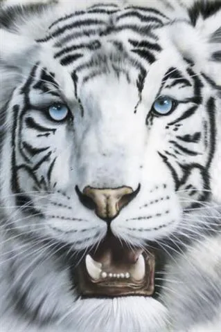 Tigre de Bengala Blanco! :D | Grupouwa's Blog
