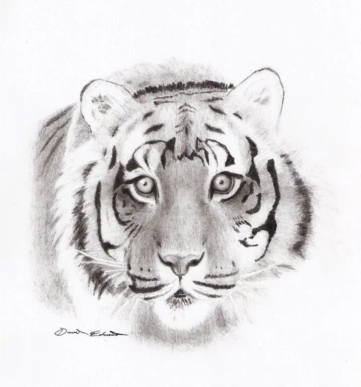 Tigre De Bengala by Deartist7 David Eduardo - Artelista. Tigre De Bengala by Deartist7 David Eduardo - Artelista.