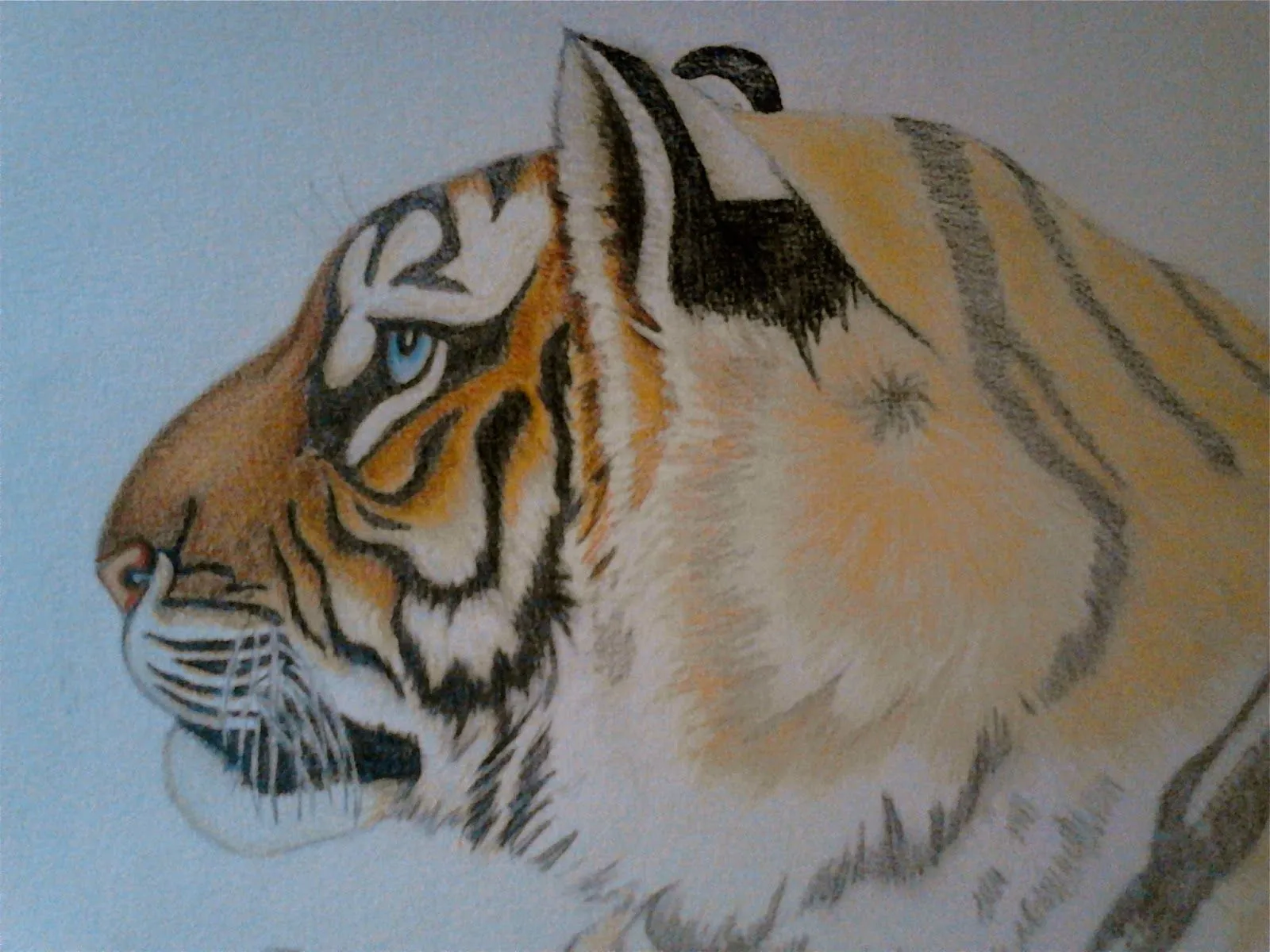 TIGRE DE BENGALA- Coloreando con Caran d´Ache | Los Dibujos de Roseta TIGRE DE BENGALA- Coloreando con Caran d´Ache | Los Dibujos de Roseta