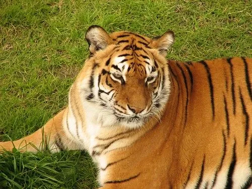 El tigre de bengala desaparece... por culpa nuestra - elblogverde.com