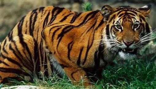 El tigre de bengala – Diario Animales
