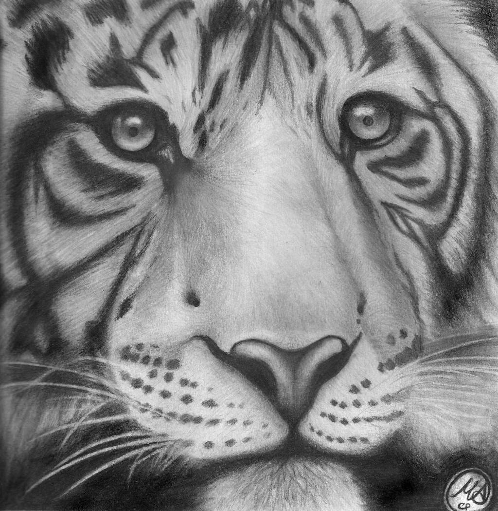 Tigre de Bengala Manuel A. Ceballos- Artelista.com