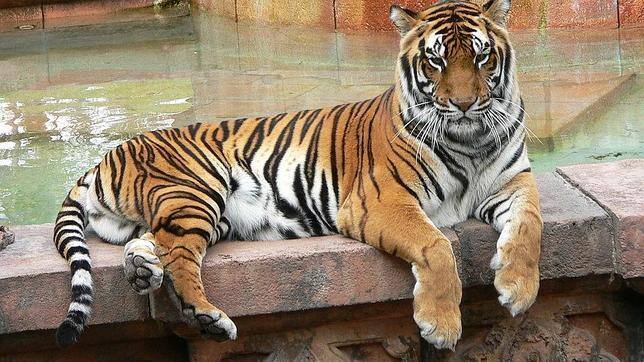 Un tigre de Bengala mata a un hombre en la India frente a sus ...