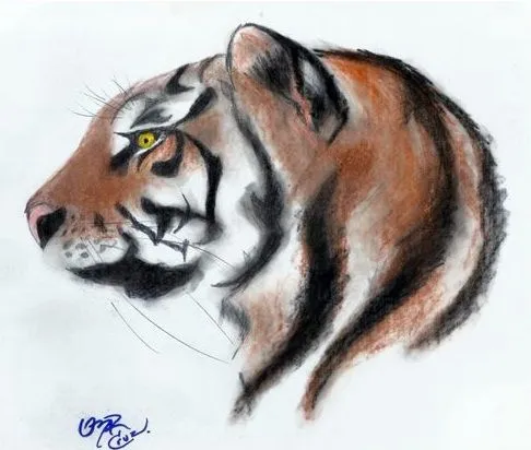 Imagenes del tigre de bengala para dibujar - Imagui