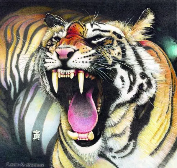 Tigres bengala dibujos - Imagui