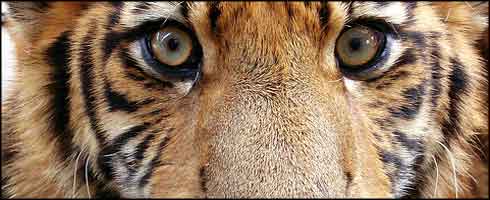 El Tigre de Bengala (Panthera tigris tigris) | LaReserva