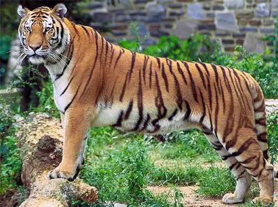 Tigre del Bengala sopravvive a 4000 metri di altezza. Stupefatti ...