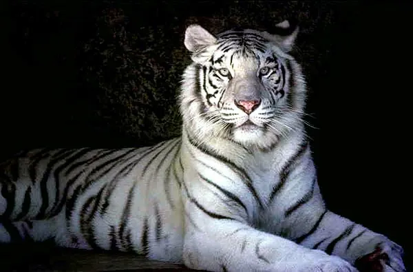 Le tigre blanc du Bengale : photo du tigre blanc et caractéristique