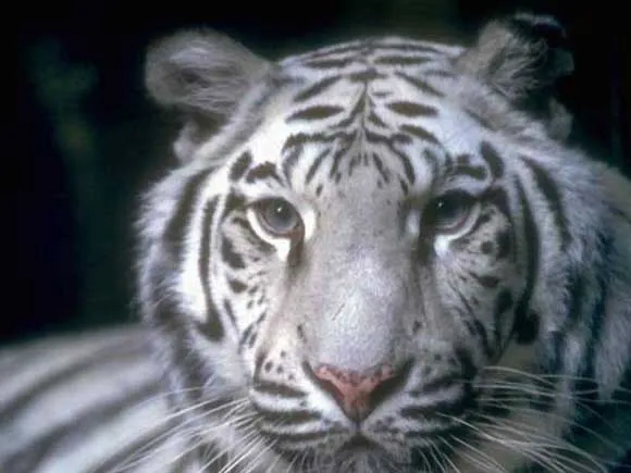 Tigre Blanc. En images. Video . Dinosoria