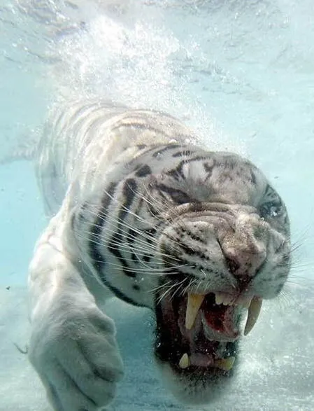 Tigre blanco bajo el agua - Imagui