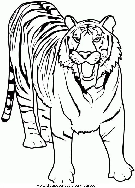 Dibujos animados de tigres blancos - Imagui